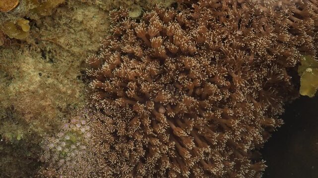 Close Up Marine Invertebrate Colony in Gentle Water Flow
