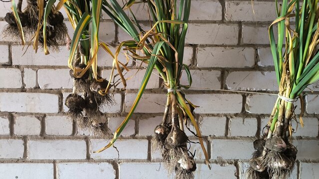 Drying dug garlic in the shade of a barn