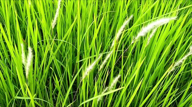 Close-up footage of fresh green Imperata cylindrica (cogon grass) gently swaying in the wind