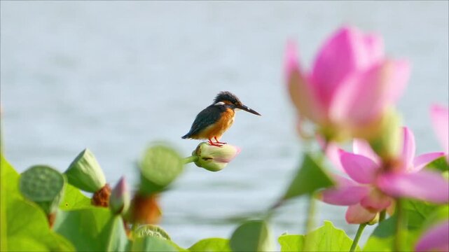 Beautiful common kingfisher resting on a closed lotus bud over a tranquil wetland pond framed by blooming pink lotus bokeh.