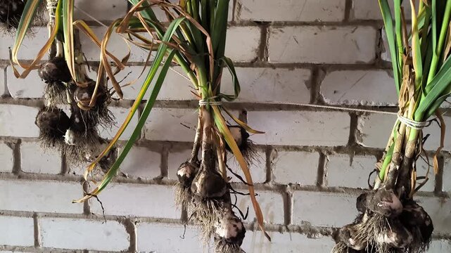 Drying dug garlic in the shade of a barn