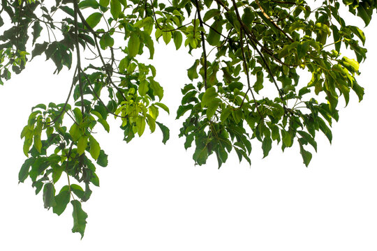 Green Tree Branches and Leaves Isolated Foreground Overlay