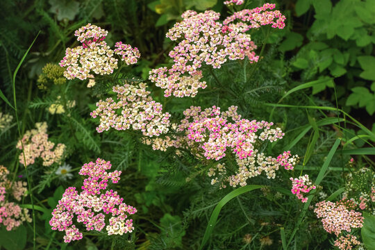 Beautiful pink yarrow flowers (Achillea millefolium) blooming in the green summer garden.