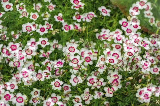A profusion of white Dianthus deltoides 'Arctic Fire' flowers with vibrant pink centers blooming in a summer garden.