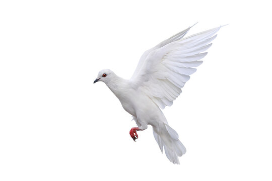 A white dove is a universal symbol representing peace, love, freedom, and purity. It is depicted isolated on transparent background.