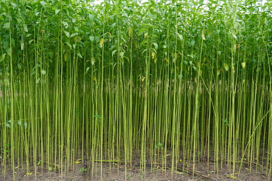 Dense Field of Tall Green Jute Plants Growing in a Lush Agricultural Landscape