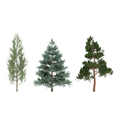 Fototapeta premium Three distinct coniferous trees including a slender juniper, a wide blue spruce, and an asymmetrical pine in a row on a white background, botanical concept