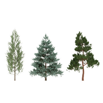 Three distinct coniferous trees including a slender juniper, a wide blue spruce, and an asymmetrical pine in a row on a white background, botanical concept