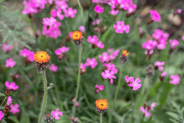 Obraz premium Orange hawkweed (Pilosella aurantiaca), Carthusian pinks (Dianthus carthusianorum). Focus on the left orange blossom. Space for your text. Use for publications or as background