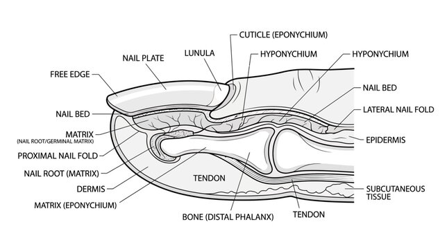 Anatomy of a Fingernail: Detailed Cross-Section Diagram with Labels