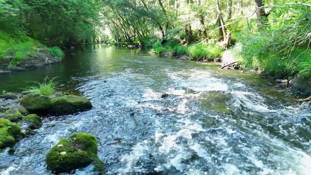 Green forest river flowing downstream in Galicia, Spain