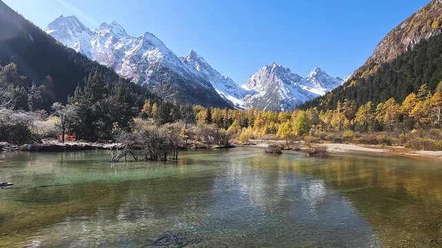 Landscape Bipenggou Valley - Most Beautiful Panyang Lake or Argali Lake and Yellow Tree with Snow Mountain  in Mount Bipenggou National Park in Xiaojin Sichuan Province China - Stable Footage Autumn