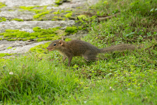The common treeshrew (Tupaia glis) is a small mammal in the treeshrew family Tupaiidae, and is native to Thailand, Malaysia, Singapore and Indonesia.