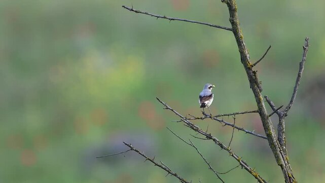 Northern Wheatear (Oenanthe oenanthe) Taking Off from a Perch with Food in Its Beak. Slow Motion