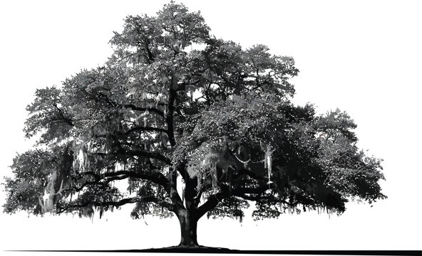 Live Oak Tree Silhouette Featuring Spanish Moss Hanging Branches for Nature, Landscape, and Botanical Vector Design