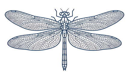 Symmetric dragonfly line art with intricate wing patterns © ghina