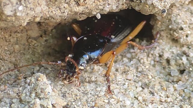 

Macro shot of Ground Beetle (Dolichus halensis) burrowing and laying eggs in sand hole, 4K UHD #002
