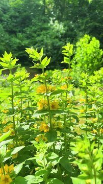 Vertical video of bright yellow flowers of dotted loosestrife blooming on a wild meadow. Beautiful field lysimachia punctata blossoms and golden petals of verbeynik sway gently in a breeze.