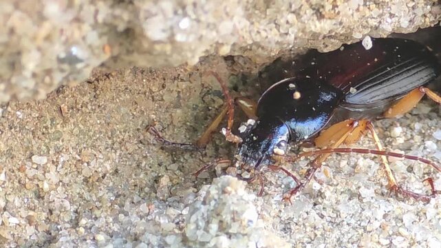 
Macro shot of Ground Beetle (Dolichus halensis) burrowing and laying eggs in sand hole, 4K UHD #003

