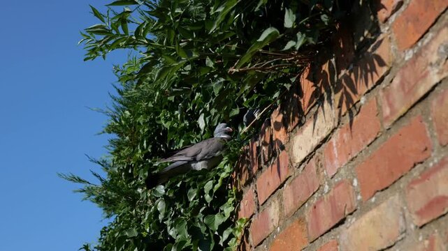 120fps. Male pigeon, wood pigeon, bird, garden bird, slow motion. 