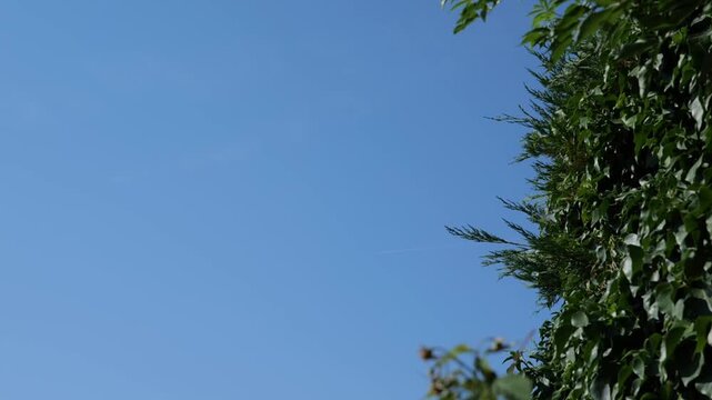 120fps. Male pigeon, wood pigeon, bird, garden.