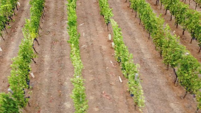 Unveiling Shot on Elba Island Vineyard in Tuscany Italy