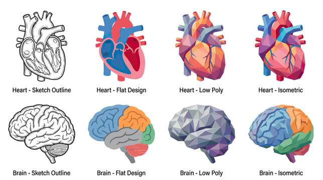 Heart and Brain Anatomy Illustrations: Sketch, Flat, Low Poly, Isometric Styles