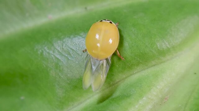 곤충, 무당벌레,우화,Insect, Ladybug, Eclosion