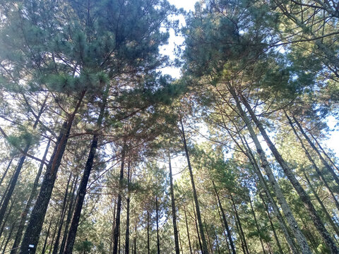 Towering pine trees canopy view looking up at sunlight filtering through dense forest 