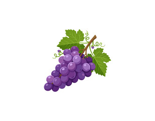 Fototapeta premium grape
