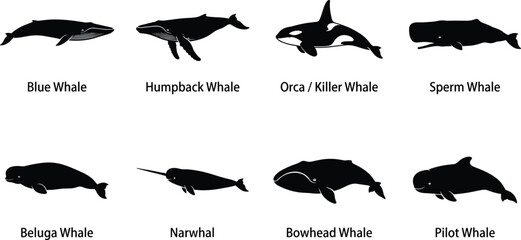 Silhouettes of whale species including blue, humpback, orca, sperm, beluga, narwhal, bowhead, and pilot © MdSazzad