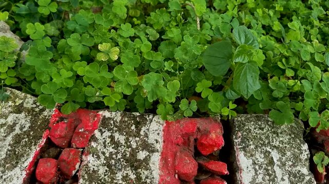 Green clover leaves growing dense over painted brick garden border