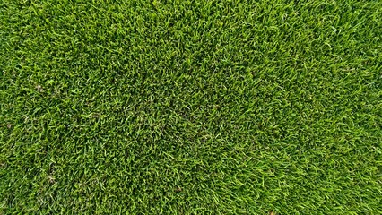 Obraz premium Golf Course Grass Texture – Green Lawn Background Macro Close Up. Uniform natural lawn texture filling the entire frame, ideal as a background