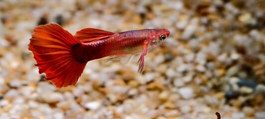 A closeup view of a small guppy showcases its vivid red body and large flowing tail fin. Suitable for stock themes of tropical fish, aquarium pets, and aquatic wildlife photography. © Johari