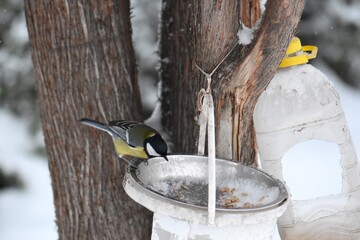 Great tit on a feeder in winter season in the park © Stan