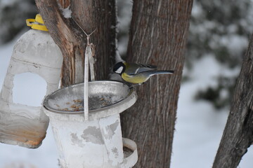 Great tit on a feeder in winter season in the park © Stan
