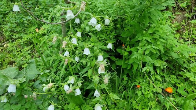 Beautiful white wild bellflowers blooming in a green summer forest.