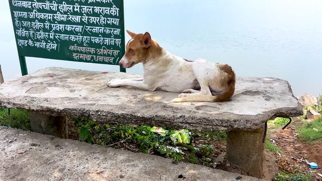Stray dog resting on stone bench, brown and white street dog lying outdoors, homeless animal in rural setting near green sign