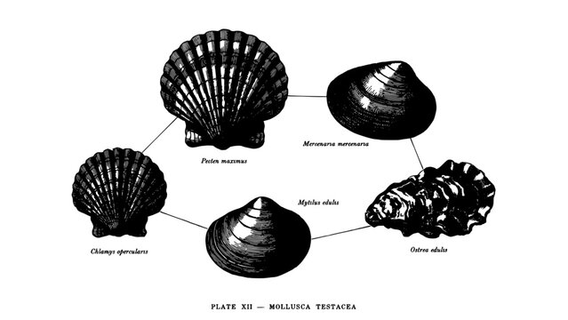 Mollusca Shells Illustration Showcasing Five Different Species in Black and White Featuring Scientific, Marine, Biology