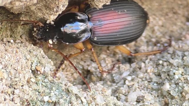 

Macro shot of Ground Beetle (Dolichus halensis) searching for a nesting place in a collapsed sand hole after heavy rain, 4K UHD #003
 