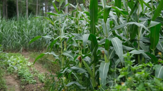 Tall corn stalks grow densely and some vegetables in a rural farm in Guangxi, China. Concept of Chinese agriculture, subsistence farming, rural livelihoods, and countryside food production