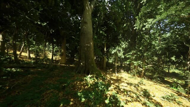 Sunlit Polish oak forest clearing with dappled light and mosscovered floor, sturdy trunk rising from sloped ground, leaf litter and soft canopy creating