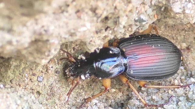

Macro shot of Ground Beetle (Dolichus halensis) searching for a nesting place in a collapsed sand hole after heavy rain, 4K UHD #004

