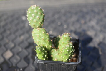 kaktus opuncja Opuntia polyacantha Idaho USA kwiat żółty © Perovskia