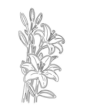 Lily flower beauty blossom fragrance blomm season floral white plant grow preety gorgoes nature illustration decoration wedding and bouqet blomm inpsiration