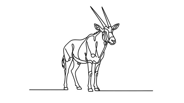 Oryx antelope line art white background.