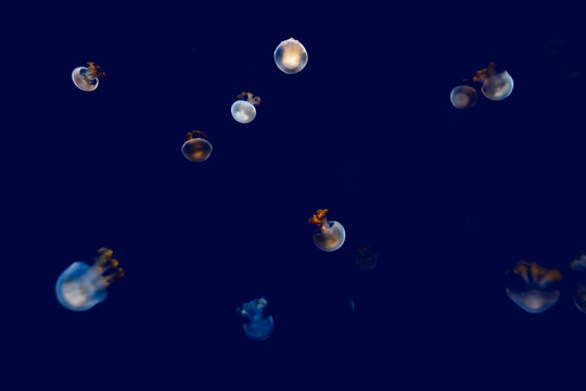 Colorful Jellyfish underwater. Jellyfish moving in the aquarium