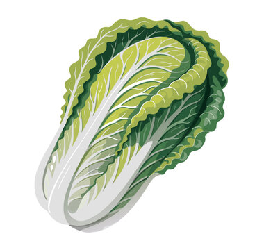 Cute Smiling 3D Napa Cabbage Character Isolated on White Background