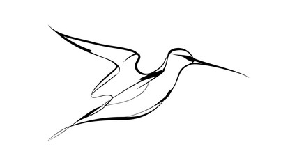 Obraz premium Hummingbird line art illustration white background.