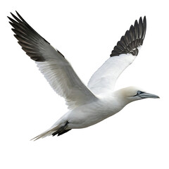 Fototapeta premium Black Headed Gull Seagull in Flight Isolated on White Background with Outstretched Wings Realistic Wildlife Bird Portrait